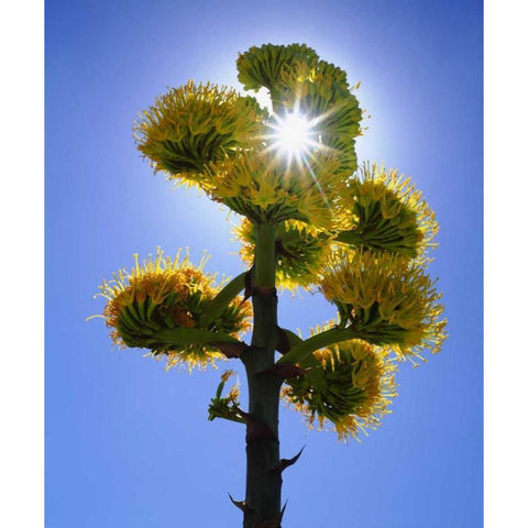 CA, Anza-Borrego Yellow flower backlit by sun White Modern Wood Framed Art Print by Talbot Frank, Christopher