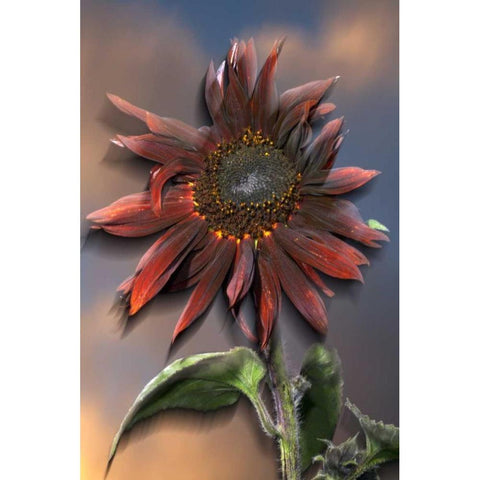 CA, Hybrid sunflower blowing in the wind at dusk Black Modern Wood Framed Art Print by Talbot Frank, Christopher