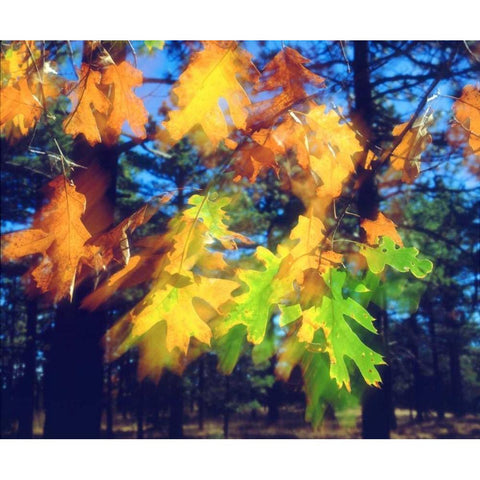 California, Black Oak Leaves blowing in the Wind Black Modern Wood Framed Art Print by Talbot Frank, Christopher