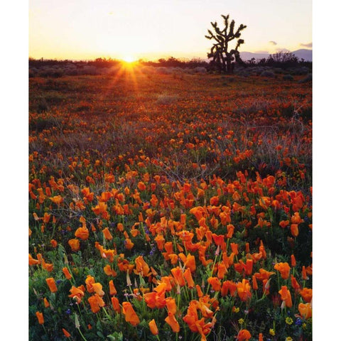CA, California Poppies and a Joshua Tree Black Modern Wood Framed Art Print by Talbot Frank, Christopher