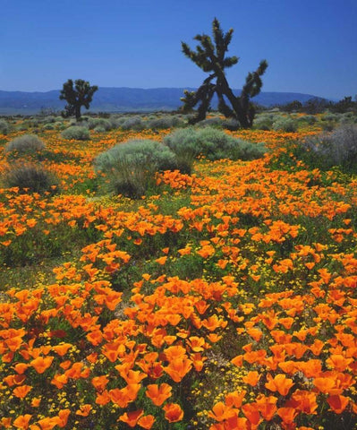 CA, California Poppies and a Joshua Tree White Modern Wood Framed Art Print with Double Matting by Talbot Frank, Christopher
