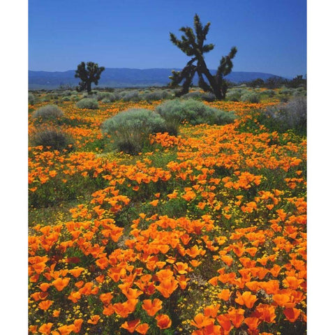 CA, California Poppies and a Joshua Tree Black Modern Wood Framed Art Print by Talbot Frank, Christopher