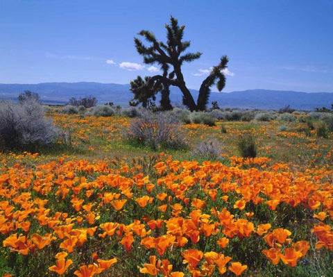 CA, California Poppies and a Joshua Tree Black Ornate Wood Framed Art Print with Double Matting by Talbot Frank, Christopher