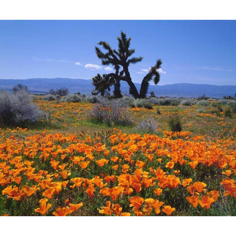 CA, California Poppies and a Joshua Tree Gold Ornate Wood Framed Art Print with Double Matting by Talbot Frank, Christopher