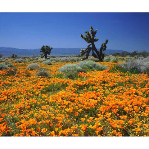 CA, California Poppies and the Joshua Trees Black Modern Wood Framed Art Print by Talbot Frank, Christopher