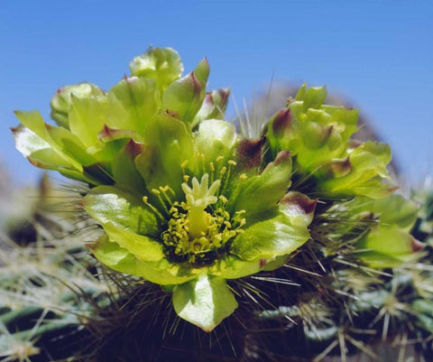 CA, Cholla Cactus flowers in Valley of the Moon White Modern Wood Framed Art Print with Double Matting by Talbot Frank, Christopher