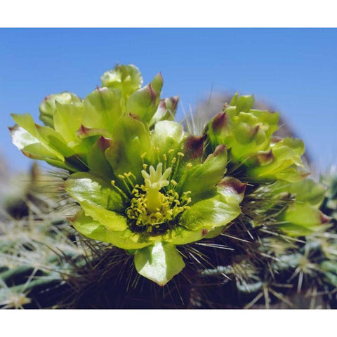 CA, Cholla Cactus flowers in Valley of the Moon Black Modern Wood Framed Art Print by Talbot Frank, Christopher