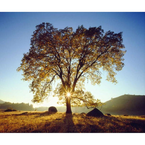 California, Cleveland NF Black Oak Trees, Autumn Black Modern Wood Framed Art Print by Talbot Frank, Christopher