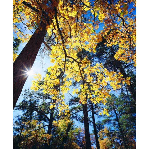 California, Cleveland NF Black Oak Trees, Autumn Gold Ornate Wood Framed Art Print with Double Matting by Talbot Frank, Christopher