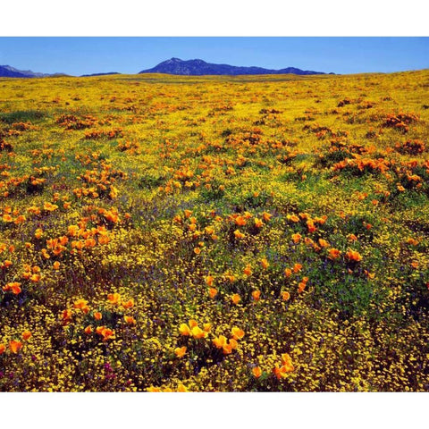 CA, Cleveland NF California poppies cover a hill Black Modern Wood Framed Art Print by Talbot Frank, Christopher