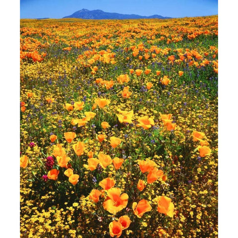 CA, Cleveland NF California poppies cover a hill Black Modern Wood Framed Art Print by Talbot Frank, Christopher
