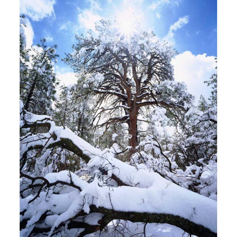 CA, Cleveland NF Snowy trees in the Laguna Mts Black Modern Wood Framed Art Print by Talbot Frank, Christopher