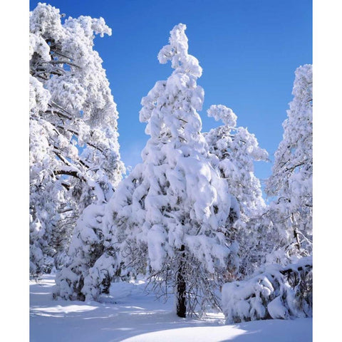 CA, Cleveland NF Snowy trees in the Laguna Mts White Modern Wood Framed Art Print by Talbot Frank, Christopher