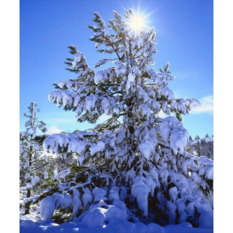 California, Cleveland NF, Laguna Mts Snowy trees Black Modern Wood Framed Art Print by Talbot Frank, Christopher