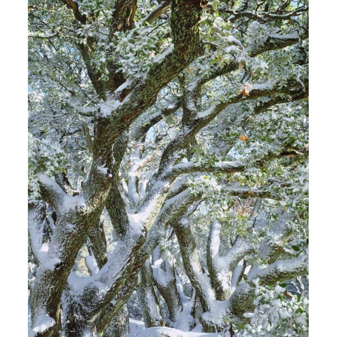 California, Cleveland NF, Laguna Mts Snowy trees Black Modern Wood Framed Art Print by Talbot Frank, Christopher