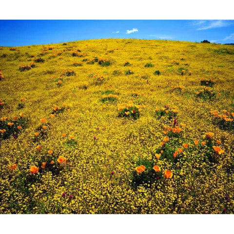 CA, Cleveland NF Flowers after the Cedar Fire Black Modern Wood Framed Art Print by Talbot Frank, Christopher