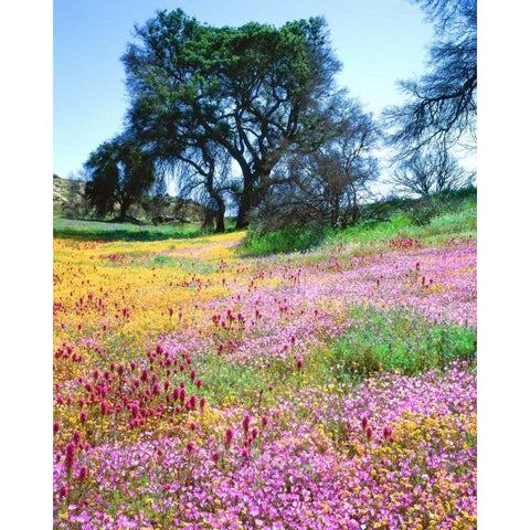 California, Cleveland NF Flowers blooming Gold Ornate Wood Framed Art Print with Double Matting by Talbot Frank, Christopher