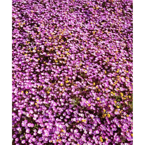 California, Cleveland NF Flowers blooming Gold Ornate Wood Framed Art Print with Double Matting by Talbot Frank, Christopher