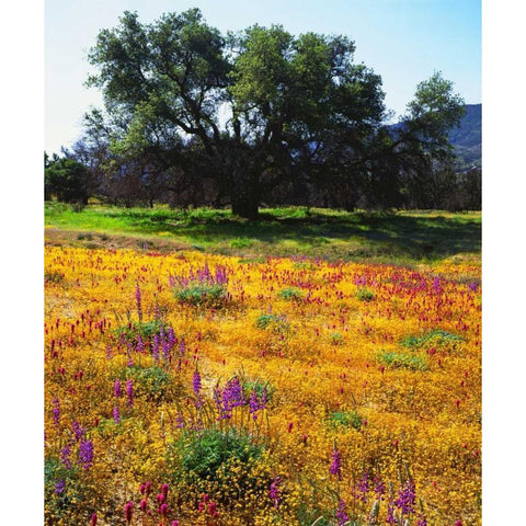 California, Cleveland NF Flowers blooming Black Modern Wood Framed Art Print by Talbot Frank, Christopher