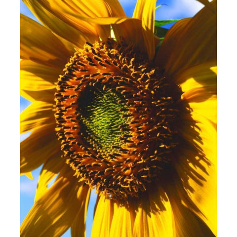 USA, California, Close-up of a sunflower White Modern Wood Framed Art Print by Talbot Frank, Christopher
