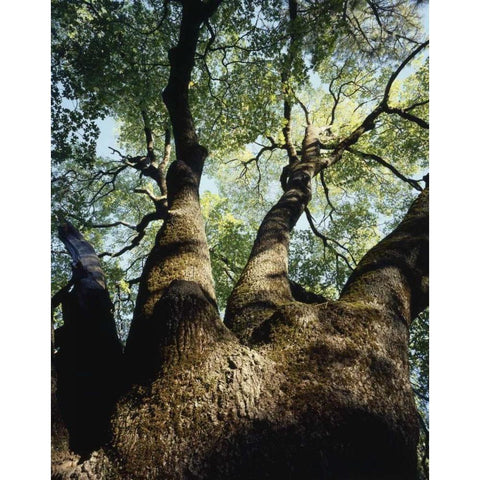 California, Cuyamaca Rancho SP A live oak tree Black Modern Wood Framed Art Print by Talbot Frank, Christopher