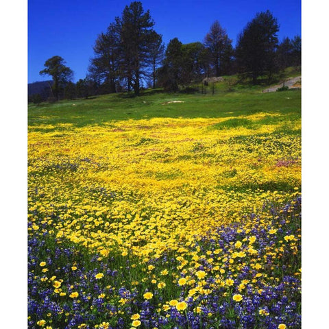 CA, Cuyamaca Rancho Lupine and Tidy Tip flowers Gold Ornate Wood Framed Art Print with Double Matting by Talbot Frank, Christopher