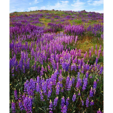 CA, Cuyamaca Rancho SP Lupines bloom Gold Ornate Wood Framed Art Print with Double Matting by Talbot Frank, Christopher