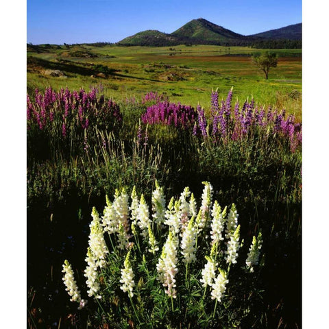 CA, Cuyamaca Rancho SP Rare Albino Lupines Black Modern Wood Framed Art Print by Talbot Frank, Christopher