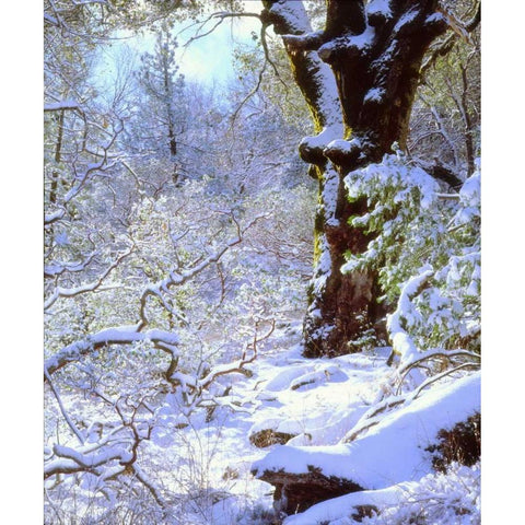 California, Cuyamaca Rancho Snow-covered trees Black Modern Wood Framed Art Print by Talbot Frank, Christopher