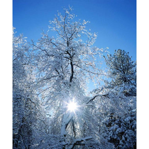 California, Cuyamaca Rancho Snow-covered trees Black Modern Wood Framed Art Print with Double Matting by Talbot Frank, Christopher