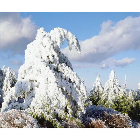 California, Cuyamaca Rancho Snow-covered trees Black Modern Wood Framed Art Print with Double Matting by Talbot Frank, Christopher