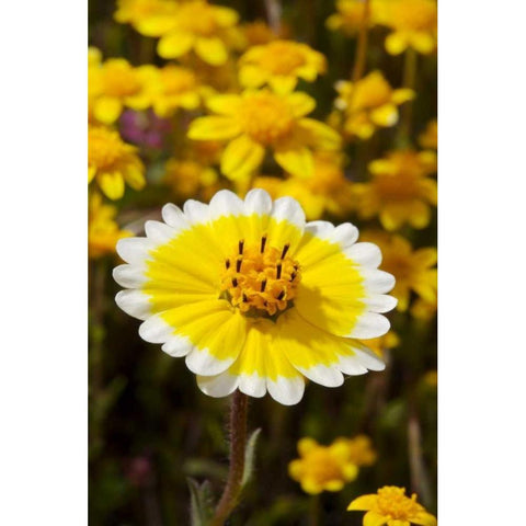 California, Cuyamaca Rancho SP Tidy Tip flowers White Modern Wood Framed Art Print by Talbot Frank, Christopher