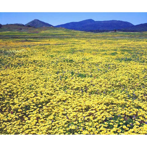 CA, Cuyamaca Rancho SP Tidy tip flowers White Modern Wood Framed Art Print by Talbot Frank, Christopher