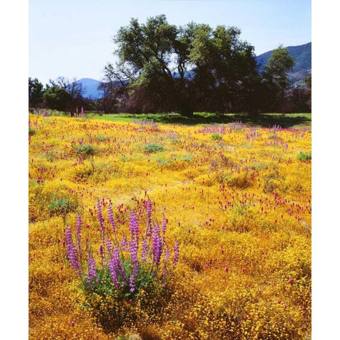 California, Cuyamaca Rancho SP Flower landscape Black Modern Wood Framed Art Print by Talbot Frank, Christopher