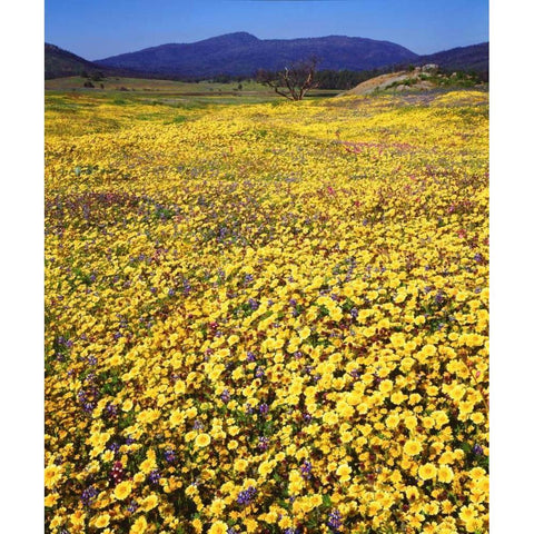 California, Cuyamaca Rancho SP Flower landscape Black Modern Wood Framed Art Print by Talbot Frank, Christopher