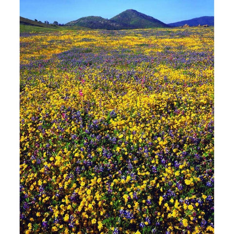 California, Cuyamaca Rancho SP Flower landscape Black Modern Wood Framed Art Print by Talbot Frank, Christopher