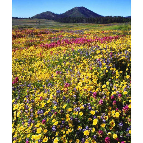 California, Cuyamaca Rancho SP Flower landscape Black Modern Wood Framed Art Print with Double Matting by Talbot Frank, Christopher