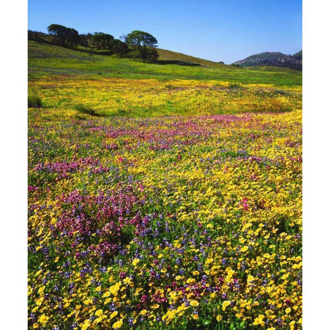 California, Cuyamaca Rancho SP Flower landscape Gold Ornate Wood Framed Art Print with Double Matting by Talbot Frank, Christopher