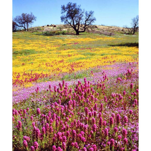 California, Cuyamaca Rancho SP Flower landscape Black Modern Wood Framed Art Print by Talbot Frank, Christopher
