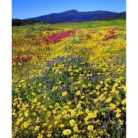 California, Cuyamaca Rancho SP Flower landscape Gold Ornate Wood Framed Art Print with Double Matting by Talbot Frank, Christopher