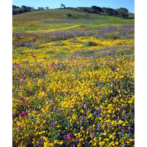 California, Cuyamaca Rancho SP Flower landscape Black Modern Wood Framed Art Print by Talbot Frank, Christopher