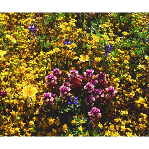 California, Cuyamaca Rancho SP Flower landscape Black Modern Wood Framed Art Print by Talbot Frank, Christopher