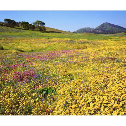 California, Cuyamaca Rancho SP Flower landscape Black Modern Wood Framed Art Print by Talbot Frank, Christopher
