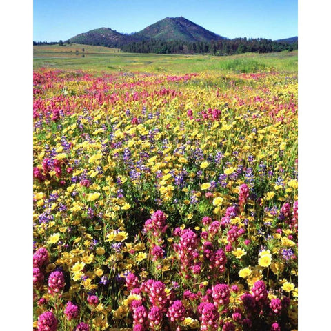 CA, Cuyamaca Rancho SP Flower Black Modern Wood Framed Art Print by Talbot Frank, Christopher