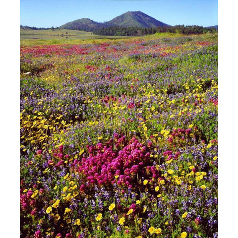 CA, Cuyamaca Rancho SP Flower Black Modern Wood Framed Art Print by Talbot Frank, Christopher