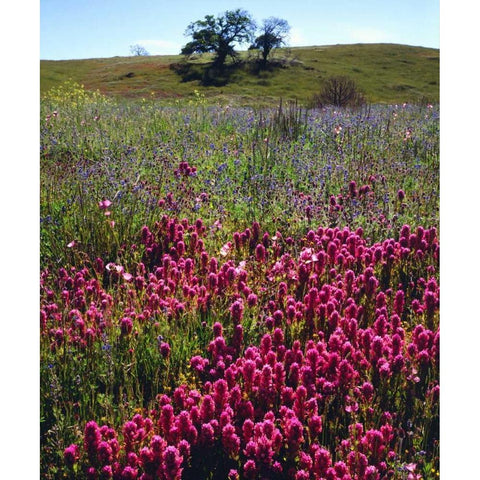 California, Cuyamaca Rancho SP Wildflowers Black Modern Wood Framed Art Print by Talbot Frank, Christopher
