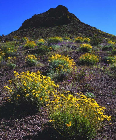 California, Death Valley NP Brittlebush flowers Black Ornate Wood Framed Art Print with Double Matting by Talbot Frank, Christopher