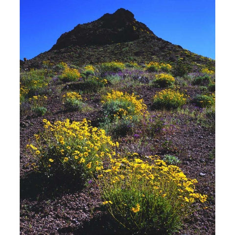 California, Death Valley NP Brittlebush flowers Black Modern Wood Framed Art Print by Talbot Frank, Christopher