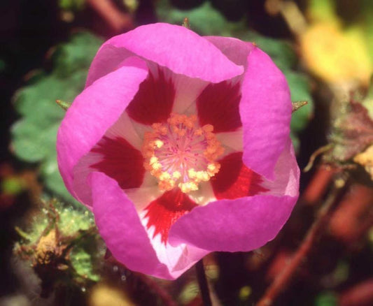 Image Only