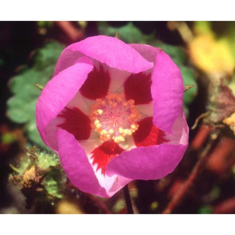 CA, Death Valley NP Desert Five Spot flower Black Modern Wood Framed Art Print by Talbot Frank, Christopher